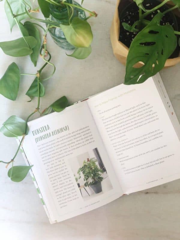 Indoor Plant Care Tips For Beginners FREE Plant Care Card Caitlin indoor-plant-care-tips-for-beginners-free-plant-care-card-caitlin